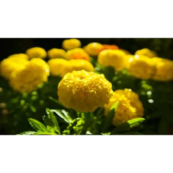 Organic Marigold Plant